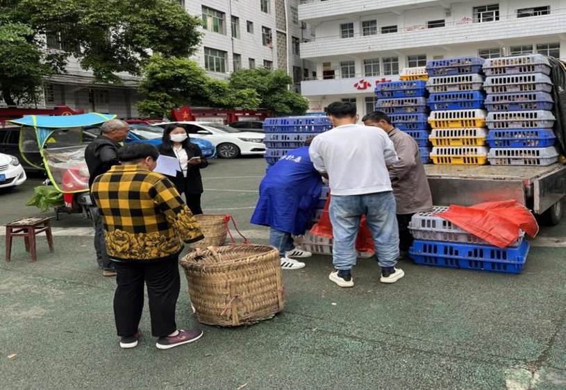 发鸡苗3